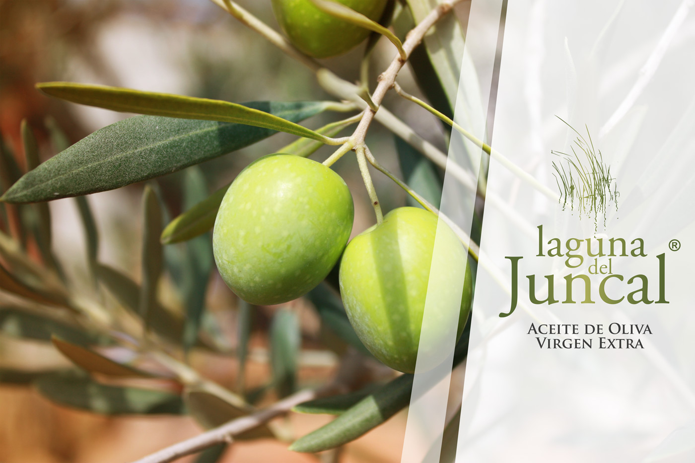 Diseño gráfico y creativo de etiquetas de aceite de oliva virgen extra para la marca en Argentina - LAGUNA DEL JUNCAL