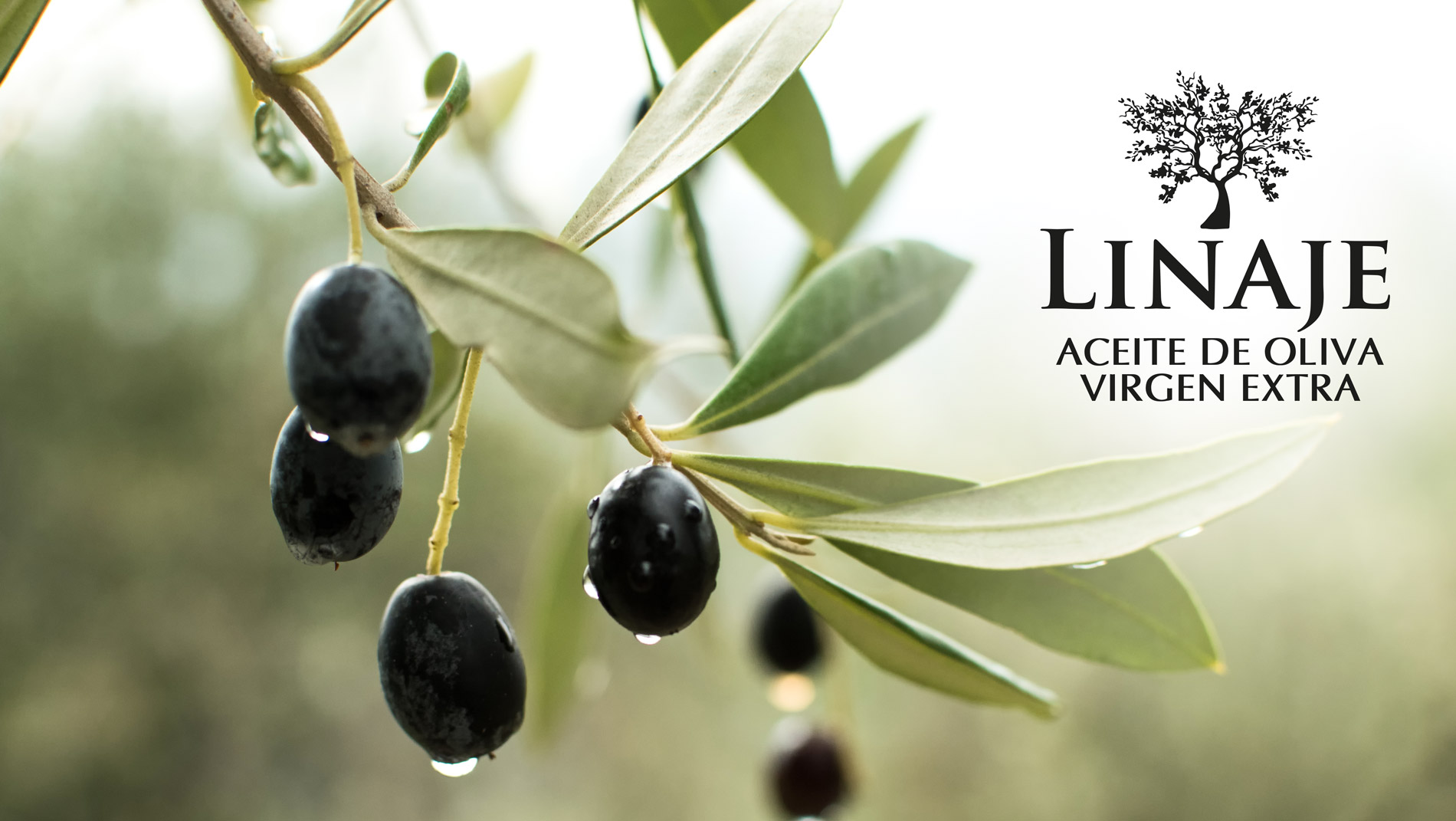 Diseño gráfico y creativo de etiquetas de aceite de oliva virgen extra para la marca Linaje