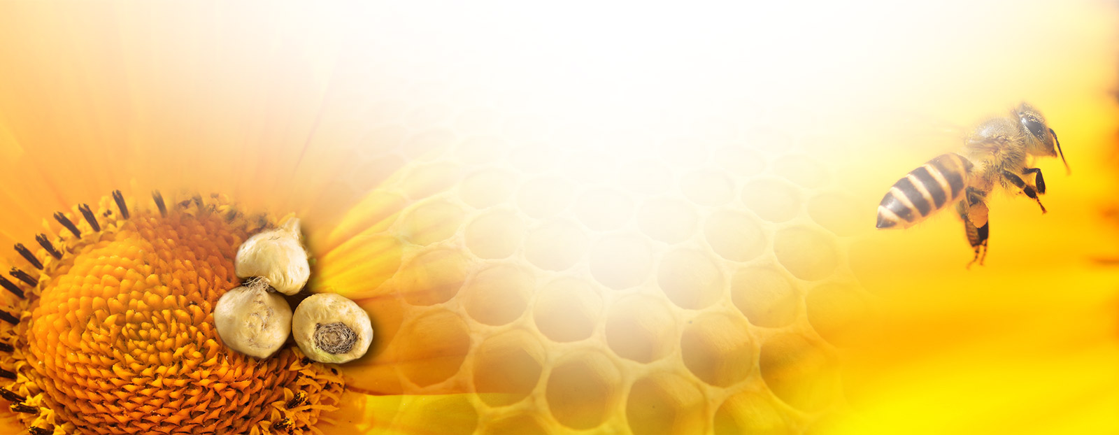 Graphic and creative design of product labels for Honey from the company Nobile Nature Products in Germany