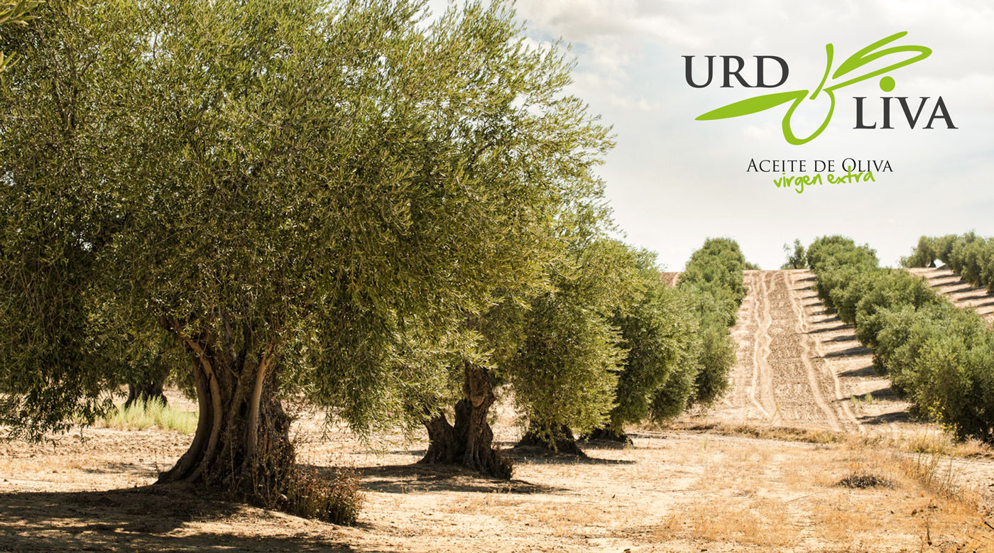 Portfolio of creative graphic design works of logo creation and corporate brand for company producing extra virgin Spanish olive oil: URDOLIVA