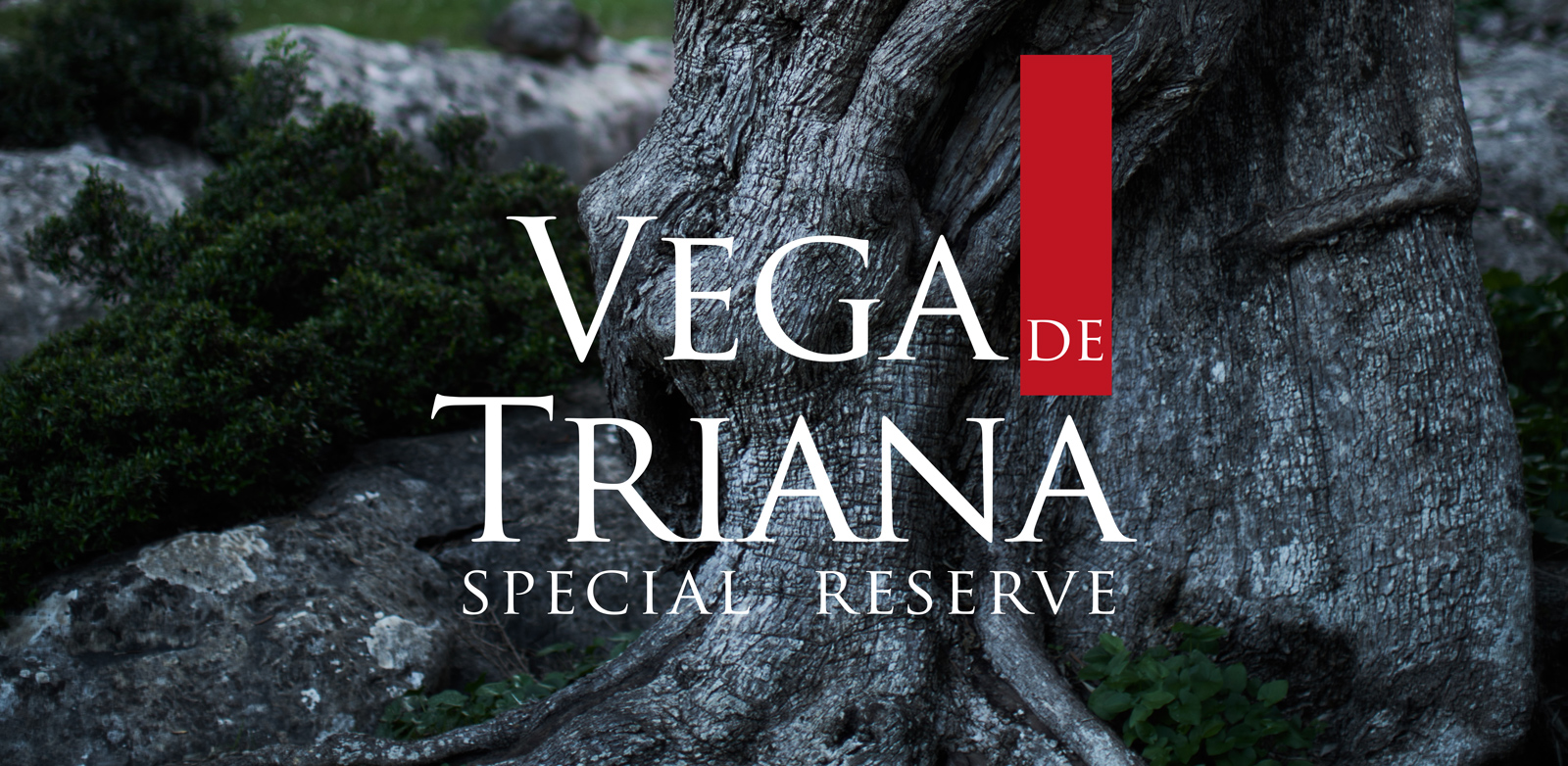 Diseño gráfico y creativo de etiquetas de aceite de oliva virgen extra para la marca VEGA DE TRIANA
